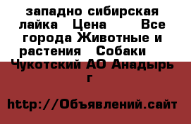 западно сибирская лайка › Цена ­ 0 - Все города Животные и растения » Собаки   . Чукотский АО,Анадырь г.